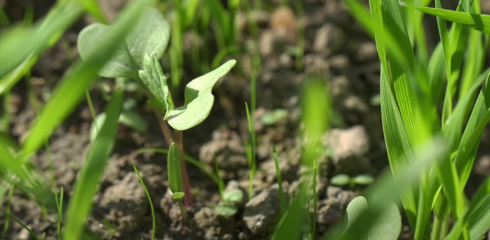 5 priežastys, kodėl reikia naudoti rudeninius herbicidus